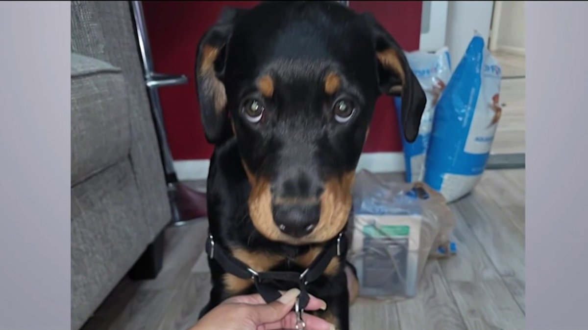 Perro muere tras comer veneno para ratas en Nueva York