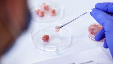 La FDA asegura que la carne cultivada en laboratorios puede ser consumida por el ser humano