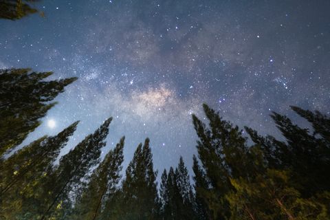árboles de silueta contra el cielo por la noche