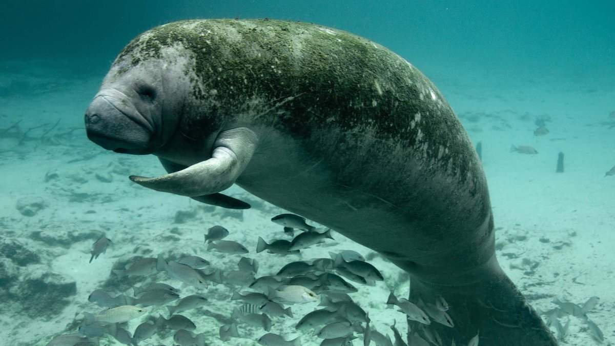 Solicitan que el manatí vuelva a clasificarse en peligro de extinción en Estados Unidos