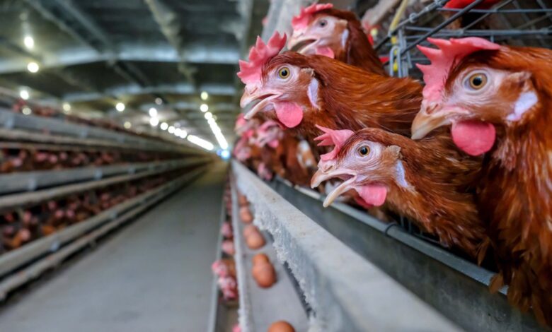 Sacrifican millones de pollos tras hallar gripe aviar en una granja en Estados Unidos