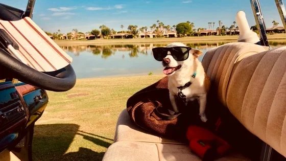 Gino, un perrito de 22 años es el perro más viejo del mundo