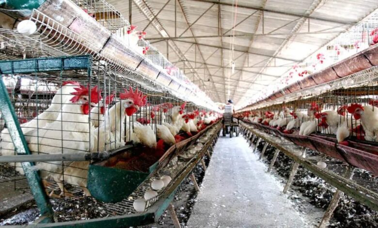 50.5 millones de aves han muerto en Estados Unidos por gripe aviar