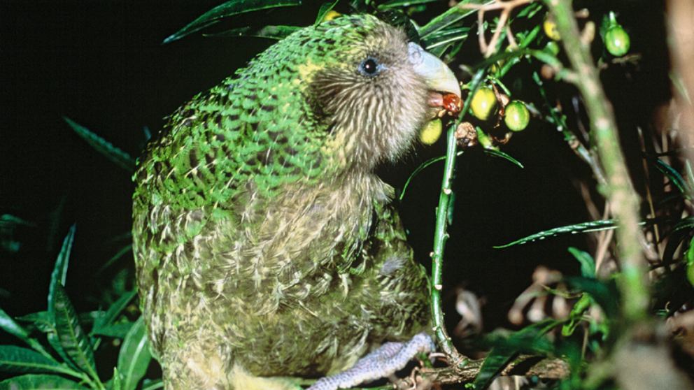 7 aves exóticas realmente curiosas