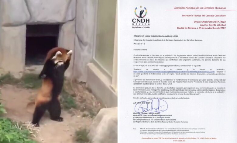 CNDH envía oficio a consejero por compartir video de panda que intenta asustar a una piedra