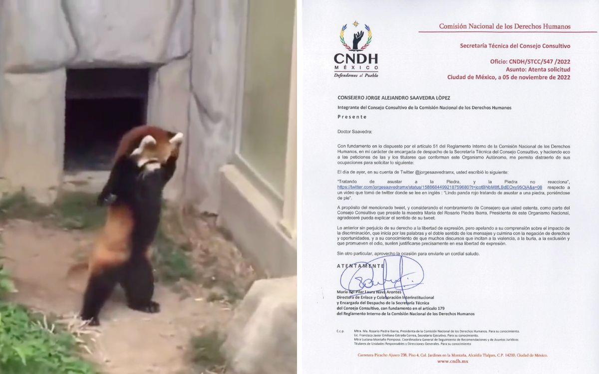 CNDH envía oficio a consejero por compartir video de panda que intenta asustar a una piedra
