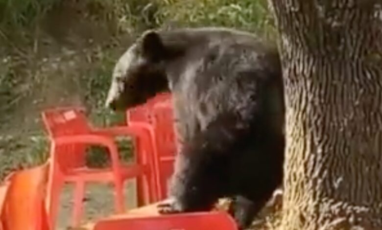 Captan a oso 'bailando' en cafetería de la UANL | Video