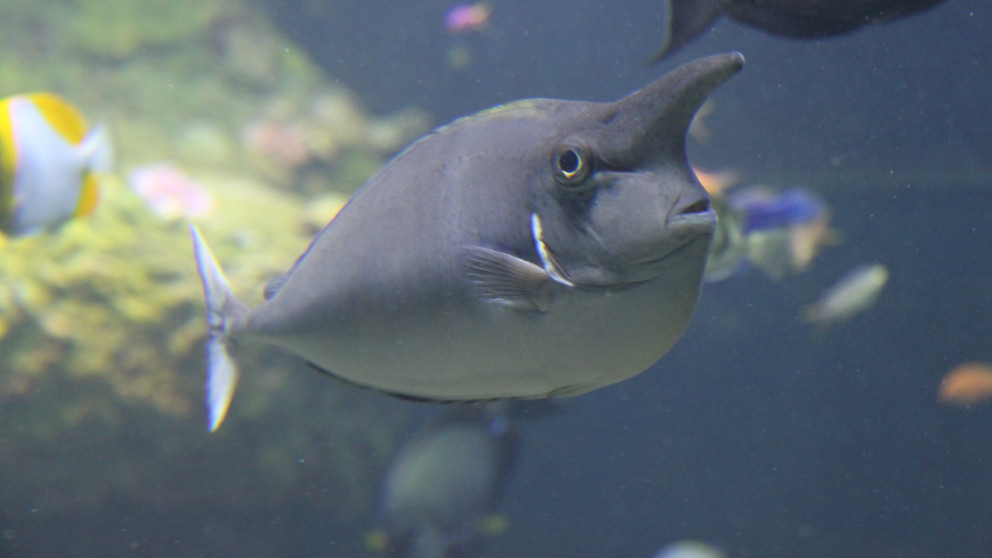 Curiosidades de los peces unicornio