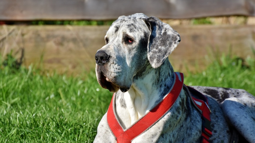 Curiosidades sobre la raza de perros gran danés