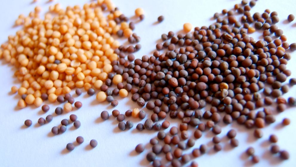 De dónde se saca la mostaza