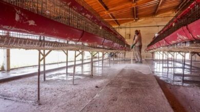Declaran cuarentena en granja de Jalisco por gripe aviar