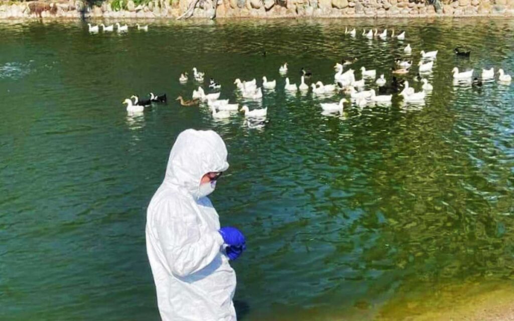 Desinfectan parque de Tijuana luego que seis aves dieron positivo a AH1N5