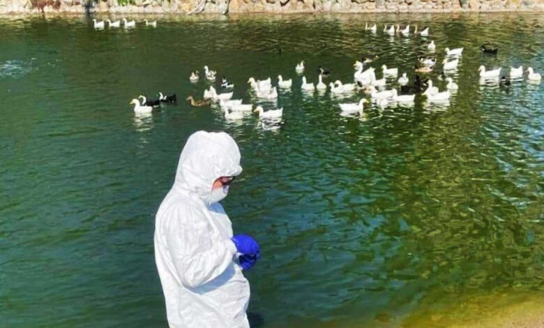 Desinfectan parque de Tijuana luego que seis aves dieron positivo a AH1N5