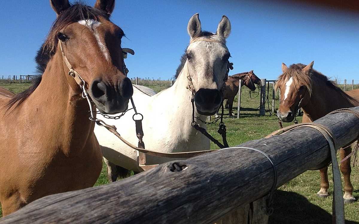 Detectan Encefalitis Equina del Este, en Tamaulipas