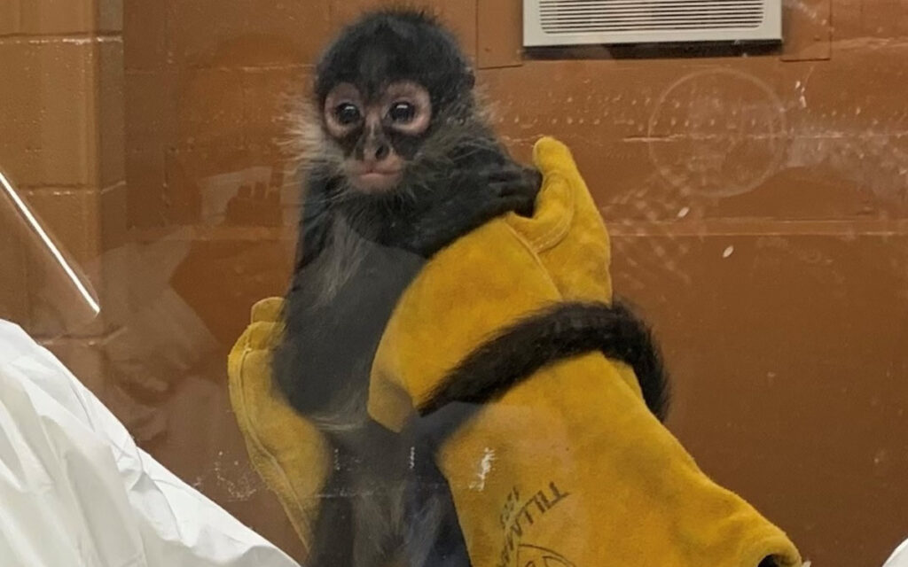 Detienen a traficante de mono araña en frontera México-EU