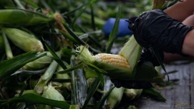 Dos senadores de EE UU piden abrir consultas comerciales con México por la prohibición del maíz transgénico