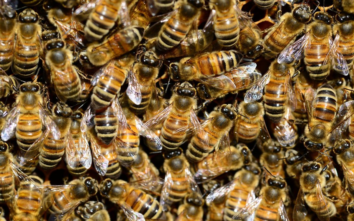 Enjambre de abejas ataca a 50 alumnos y profesores en Sinaloa