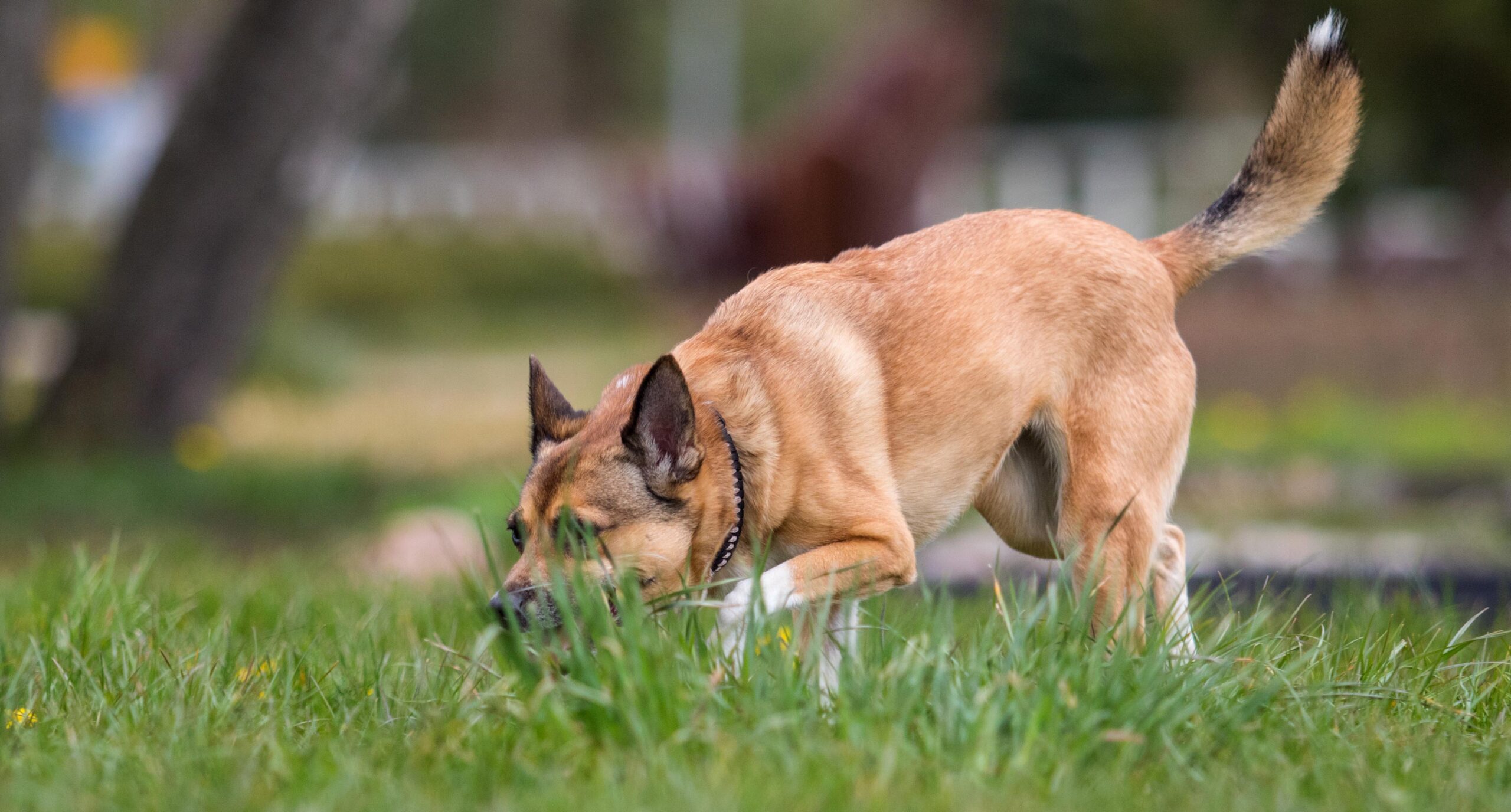 Escalofriante: aparece en México otro perro con una parte humana en la boca