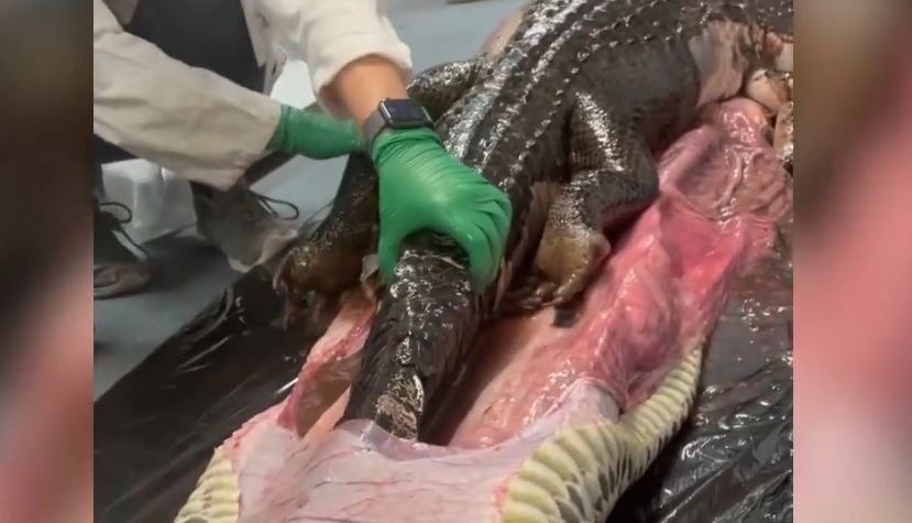 Hallan cocodrilo de 5 pies en estómago de una pitón birmana de 18 pies en los Everglades de Florida