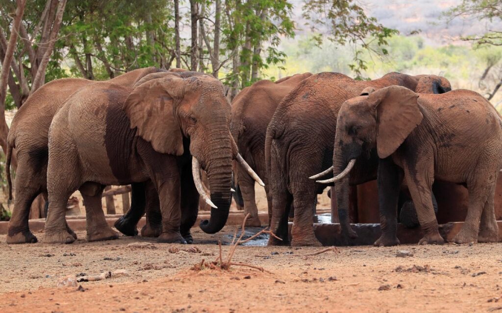 Manada de elefantes se 'emborracha' en la India