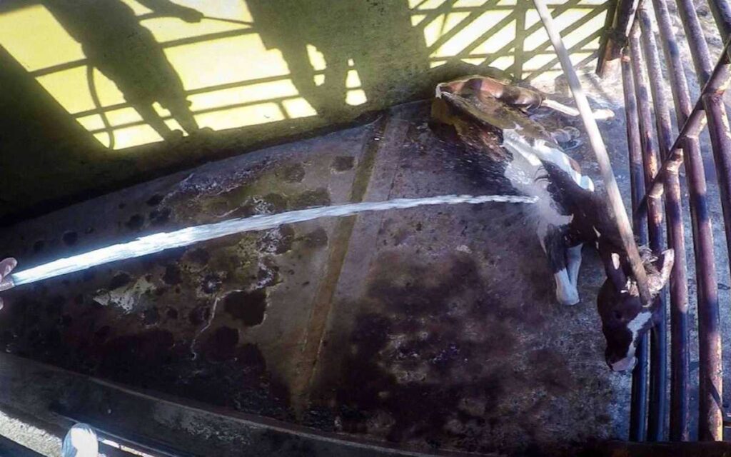 México consume carne de caballo bajo prácticas clandestinas y de abuso