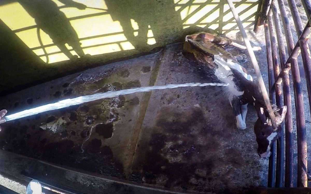 México consume carne de caballo bajo prácticas clandestinas y de abuso