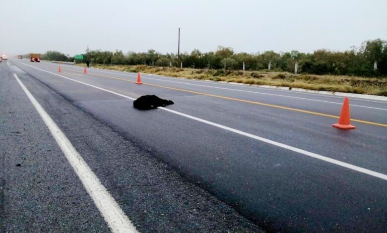 Muere oso atropellado en carretera de Nuevo León