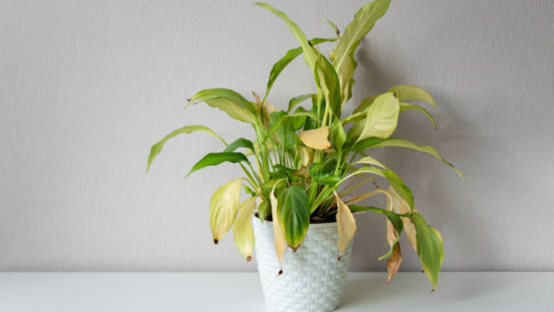 Nunca hagas esto con tus plantas la razón por la que te las estás cargando