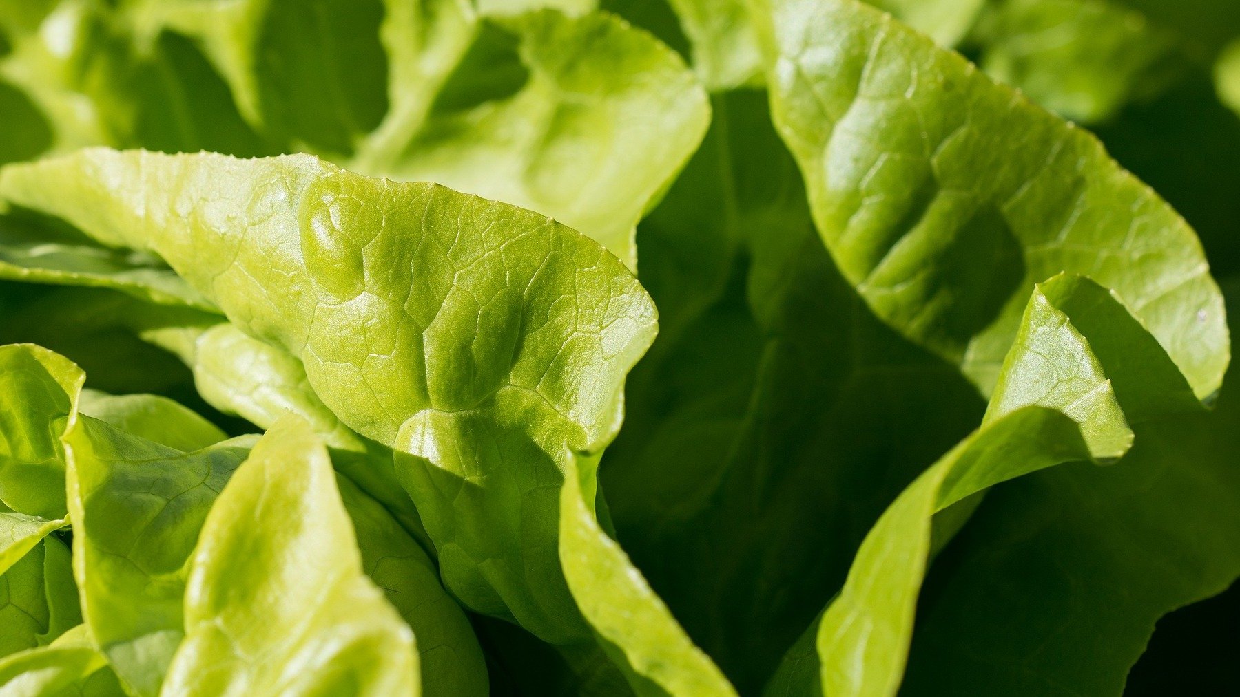 Podrían salir estas manchas en tu lechuga: ¿debes tirarla?