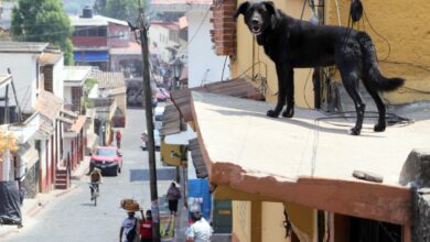 Policías salvan a perrito atado en azotea de morir ahorcado tras resbalarse
