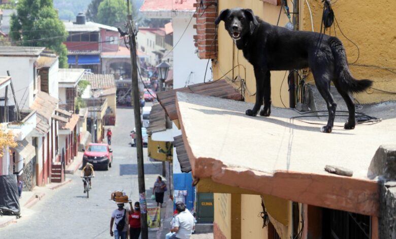 Policías salvan a perrito atado en azotea de morir ahorcado tras resbalarse