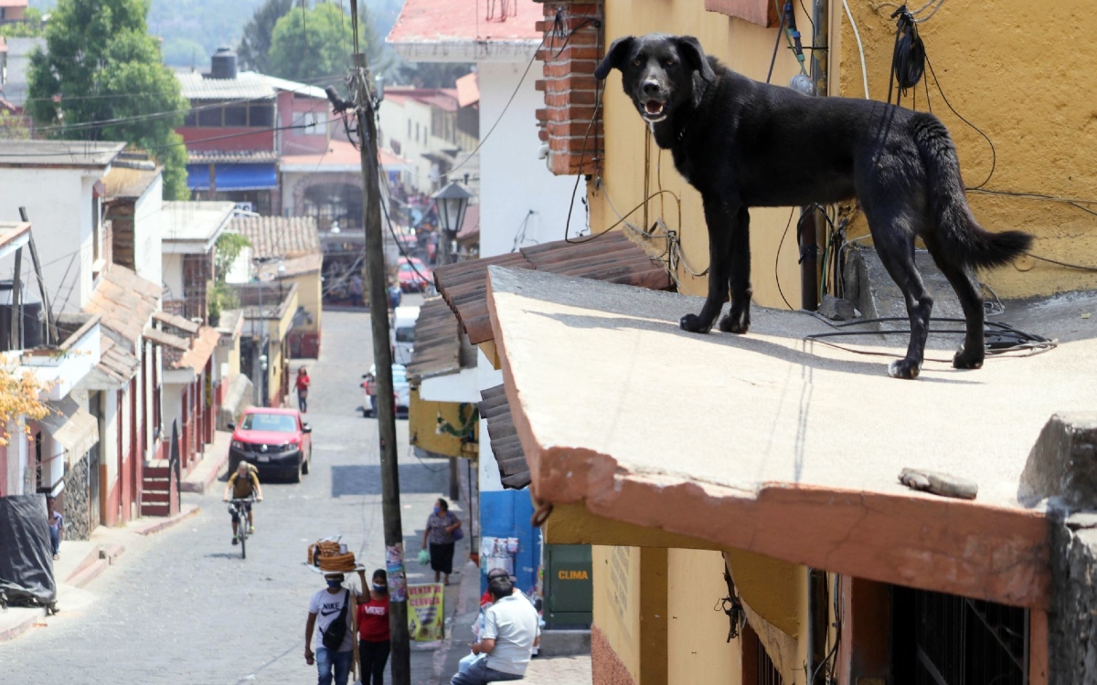 Policías salvan a perrito atado en azotea de morir ahorcado tras resbalarse