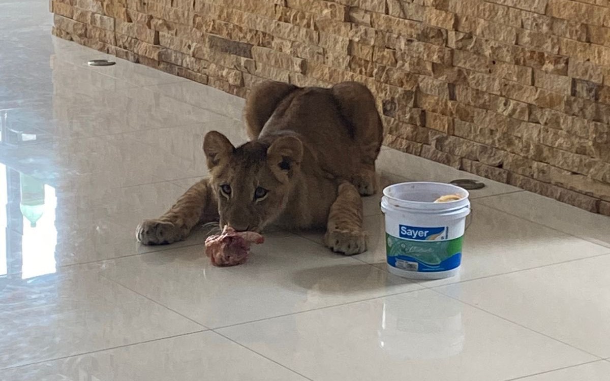 Profepa asegura leona que deambulaba por Veracruz | Video