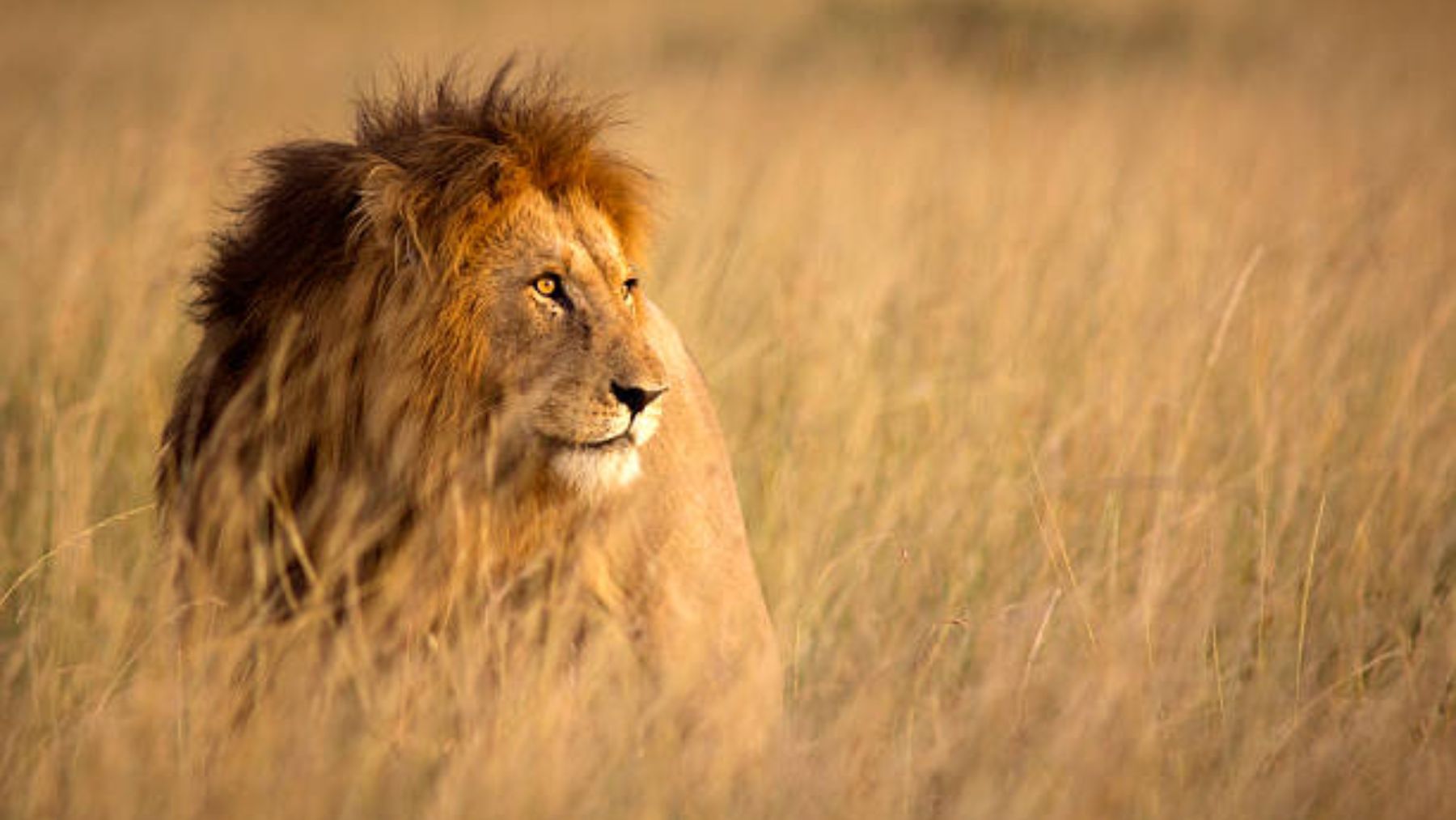 Qué es la cadena alimenticia y cuáles son sus eslabones