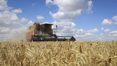 Rusia acepta retomar el acuerdo para exportar granos desde Ucrania