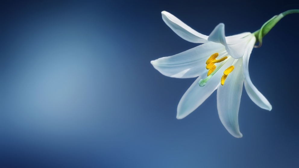 Significado del lirio blanco