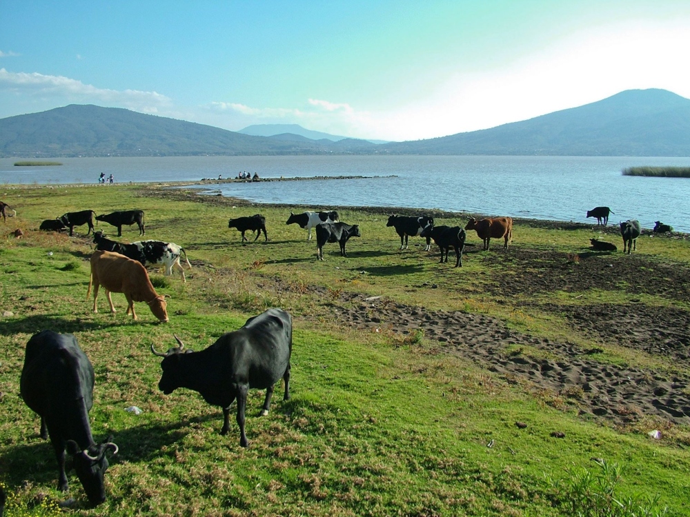 Tras 20 años de veto, México se abre a carne de Argentina