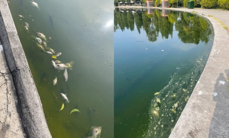 UNAM investigará muerte de peces en Chapultepec: Sheinbaum