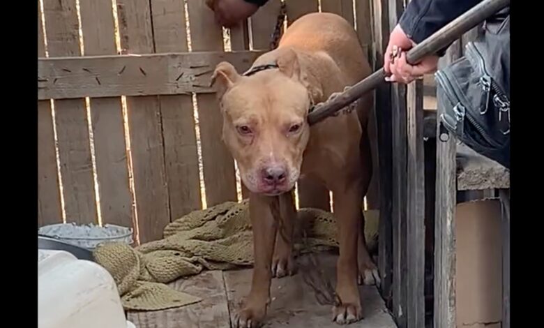 ¡Por fin! Rescatan a perrito encadenado y encerrado en caja de madera en Azcapotzalco | Videos