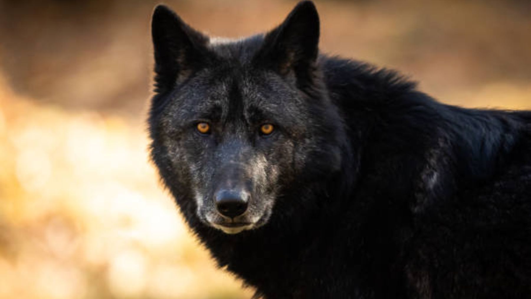 ¿Por qué algunos lobos americanos son negros?