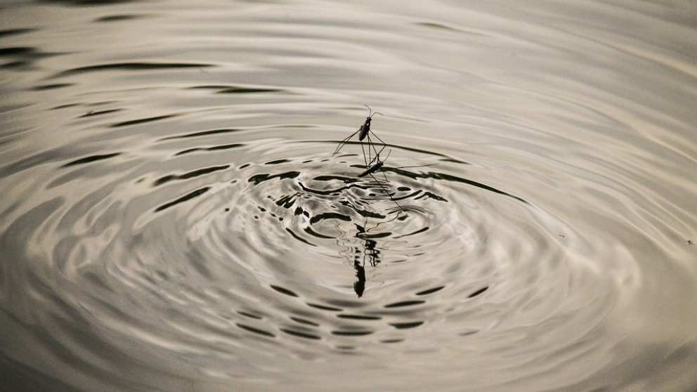 ¿Qué es la pulga de agua?