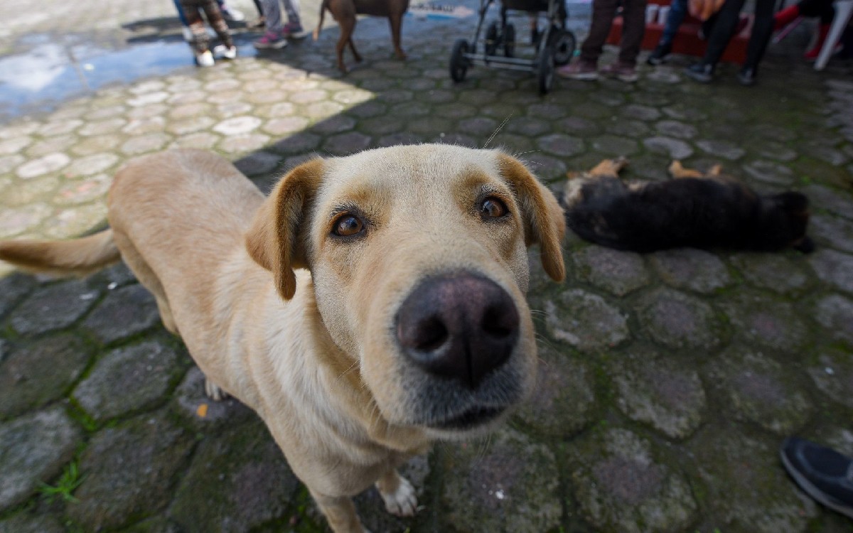 ¿Un perrito cómo testigo en una audiencia? Un MP lo propuso y así reaccionó la jueza