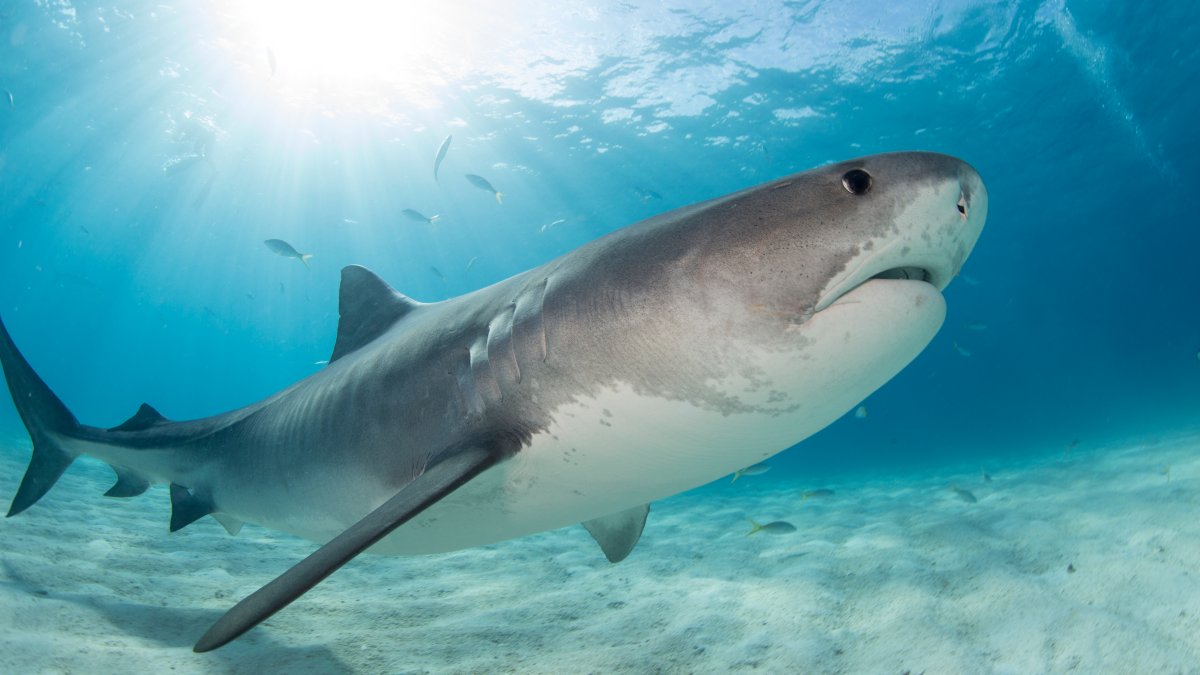 niña de 10 años atacada en una playa de Florida