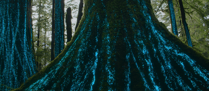 nuestros documentales sobre la naturaleza del mundo vivo llegarán a netflix en 2023 y más allá nuestros documentales sobre la naturaleza del mundo vivo llegarán a netflix en 2023 y más allá