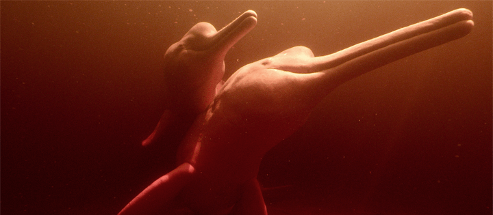 nuestros documentales sobre la naturaleza del mundo del agua llegarán a netflix en 2023 y más allá nuestros documentales sobre la naturaleza del mundo del agua llegarán a netflix en 2023 y más allá