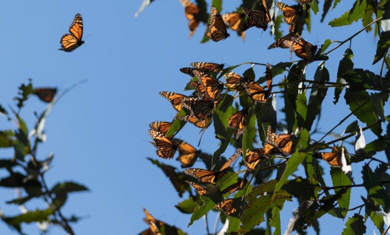 700 nuevas especies en peligro de extinción