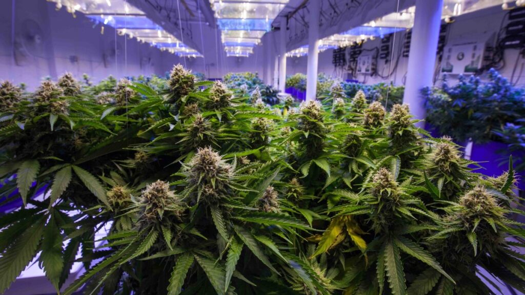 arrestan a Yifei Lin, sobreviviente de tiroteo en una finca de marihuana en Oklahoma