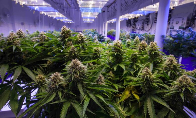arrestan a Yifei Lin, sobreviviente de tiroteo en una finca de marihuana en Oklahoma