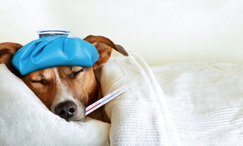 Gripe canina: ¿qué es y cómo saber si tu mascota está enferma?