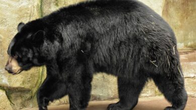 Cuidador de zoológico resulta herido durante ataque de oso en Florida